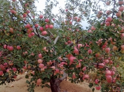 使用矿物肥后红富士苹果品质提升